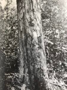 Base: simple épaississement chez les vieux arbres.Fût: ni très droit et ni très cylindrique, long 20 m diamètre 1.2 m.