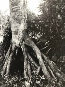 Base: s'appuyant sur des racines aériennes droites et ramifiées naissant sur le tronc jusqu'à une hauteur de deux à trois mètres.Fût: droit cylindrique, long 15 m diamètre 1 m.