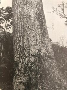 Base: empattement, rarement contreforts, racines traçantes à dos arrondi. Fût: droit cylindrique, long 45 m diamètre 2.5 m.