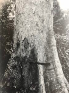 Base: cinq à six contreforts épais sélevant de deux à quatre mètres de hauteur et s'écartant de un deux mètres.Fût: droit et cylindrique, long 25 m diamètre 1.5 m.