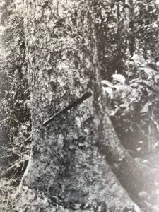 Base: contreforts épais mais peu étendus.Fût: rarement droit, pas très cylindrique, parfois difforme, long 15 m diamètre 1.5 m.