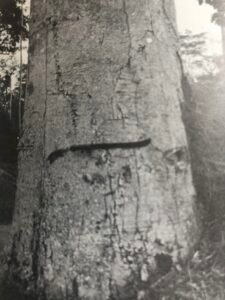 Base: cylindrique.Fût: droit,  cylindrique, long 30 m diamètre 3 m.