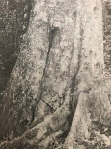 Base: puissant contreforts ailés souvant bosselés et s'étendant loin de la base.Fût: droit cylindrique, long 30 m diamètre 2 m.