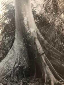 Base: contreforts minces, souvent quatre, peu élevés, s'etendant loin du tronc. Fût: droit parfois un peu sinueux, cylindrique, long 15 m diamètre 1 m.