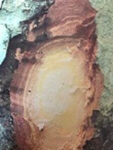 Ecorce: brunâtre souvent marquée de taches lichens blanc, (ép 1 cm), rugeuse, à écailles arrondies laissant des taches brunes, tranche partie externe granuleuse cassante brune, partie interne fibreuse rose, odorante.