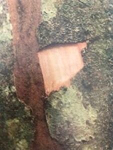 Ecorce: brune mince (ép 0.5 cm), écailleuse, s'exfoliant en petites plaques, en frottant la tranche on peut faire apparaître une mousse savonneuse, tranche fibreuse jaunâtre, secrétant lentement un liquide translucide un peu collant.