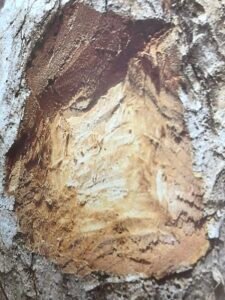 Ecorce: beige (ép 0.1 cm) à écailles irrégulieres à contour arrondi, dépressions sinueuses et concentriques caractéristiques, tranche fibreuse crème, très odorante sans exsudation.