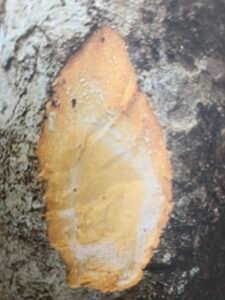 Ecorce: brunâtre (ép 0.5 cm) à écailles, dépressions sinueuses et concentriques caractéristiques, tranche granuleuse jaunâtre, un peu odorante exsudant un latex blanc.