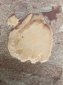 Ecorce: grise, éventuellement tachée de rouge vers la base, mince (ép 0.5 cm), lisse, marquée parfois de stries horizontales, tranche fibreuse crème.