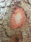 Ecorce: brune souvent marquée de lichens clairs, (ép 1.5 cm), assez lisse, écailleuse chez les vieux sujets, tranche rouge grenat vers l'extérieur, mince couche rosée vers l'intérieur, trés odorante, gomme jaune peu abondante.