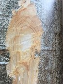 Ecorce: brun clair, mince, lisse, tranche fibreuse, jaune orangé, à odeur un peu amére, exsudant une gomme.