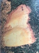 Ecorce: gris verdâtre à noirâtre, (ép 1cm), lisse adhérente, s'exfoliant en écailles chez les vieux arbres, tranche fibreuse rose foncé.