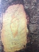 Ecorce: grisâtre à brunâtre, mince, lisse chez les jeunes sujets, écailleuse chez les vieux arbres, tranche orngé.