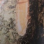 Ecorce: jaune (0.5 cm) s'exfoliant en plaques irréguliéres, tranche fibreuse jaune.