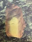 Ecorce: gris jaunâtre (ép 1.5 cm), lisse, s'exfoliant en écailles irégulières très minces, tranche tendre, fibreuse, rose violacé, couche interne blanchâtre, exsudation jaune poisseuse.