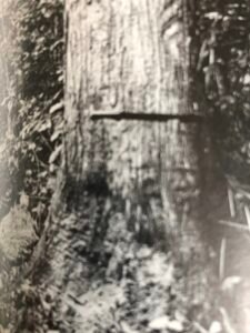 Base: épaissie. Fût: droit, cylindrique, long 25 m diamètre 1.4 m.