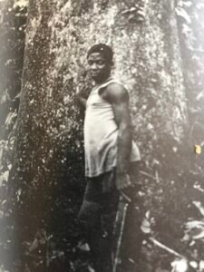 Base: trois à six petits contrforts s'élevant à un mètre du sol et s'écartant à un mètre de la base.Fût: penché à grandes courbures sinueuses, cylindrique, long 20 m diamètre 1.5 m.