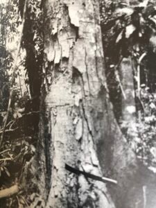 Base: contreforts minces, sinueux, serpentant loin de la base. Fût: droit, cylindrique, long 20 m diamètre 2.50 m.