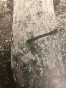 Base: épaissie.Fût: tortueux, bosselé, long 15 m diamètre 0.90 m.