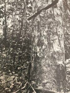 Base: épaississement. Fût: droit et cylindrique, long 15 m diamètre 0.90 m.