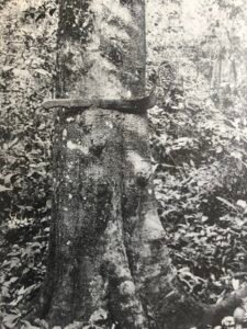 Base: très légèrement épaissie.Fût: droit et cylindrique, parfois cannelé, long 20 m diamètre 0.80 m.