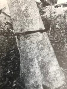 Base: léger empattement.Fût: droit et cylindrique, long 25 m diamètre 0.60 m.