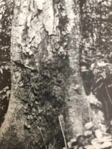 Base: contreforts de formes et dimensions variables. Fût: plus ou moins droit et cylindrique , long 25 m diamètre 2 m.