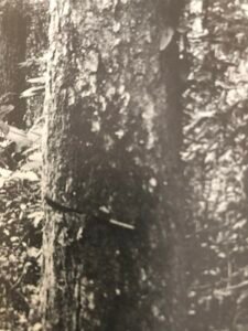 Base: épaissie, souvant cannlée et bosselée chez les gros arbres.Fût: présente fréquament des courbures, bosses et méplats, long 20 m diamètre 1.50 m.