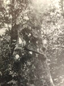 Base: sans contrefort, sans empattement.Fût: légèrement sinueux, bosselé, long 15 m diamètre 0.90 m.