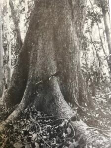 Base: empattement marqué.Fût: tortueux, penché, peu cylindrique, long 10 m diamètre 1.2 m.