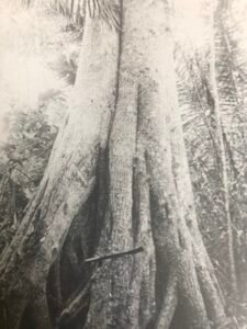 Base: épaisie et cannelée, chez les très gros arbres, présence de racines aériennes. Fût: droit et cannelée, long 25 m diamètre 1.20 m.