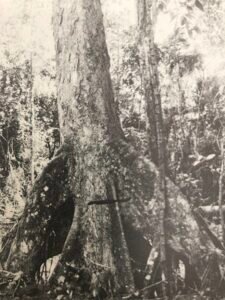 Base: s'appuiant sur des racines échasses arquées, certaines ressemblent à des contreforts.Fût: droit et cylindrique, long 15 m diamètre 1.0 m.