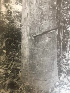 Base: sans contrefort, sans empattement.Fût: légèrement sinueux, cannelé à la base, long 20 m diamètre 0.80 m