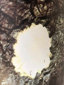 Ecorce: grise (ép 0.5 cm) craquelée, fissurée longitudinalement, tranches cassante jaunâtre.