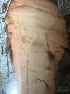 Ecorce: gisâtre puis brun rougeâtre, tâchée de lichens en bandes horizontales blanches, jaunes, brunes ou rouges (ép 1 cm), lisse, s'exfoliant en grandes écailles alongées verticalement, tranche granuleuse rose, odorante, exsudant une résine qui se solidifie.