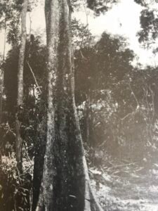 Base: contreforts relativement minces très dressés s'élevant haut le long du fût.Fût: droit, cannelé à la base puis assez cylindrique, long 25 m diamètre 1.20 m.