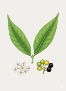 Feuilles: opposées, simples, terminées en longue pointe, à base en coin, avec quelques poils courts à la face inférieure du limbe, cinq à huit paires de fines nervures latérales, à pétiole.