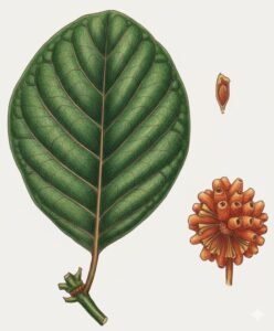 Feuilles: persistantes, opposées, simples, entières, grandes, à pétiole épais avec de grandes stipules à limbe coriace à cinq à dix paires de nervures secondaires très saillantes à la face inférieur.