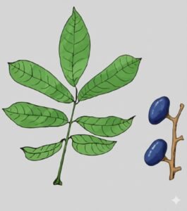 Feuilles: alternes, composées, pennées à rachis renflé aux noeuds de deux à quatre paires de folioles opposées plus une foliole terminale, à limbe entièrement glabre terminé en pointe, de sept à douze paires de nervures secondaires saillantes sur les deux faces.