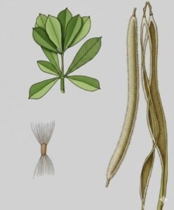 Feuilles: caduques, verticillées par quatre à huit, simple, entières, à périole de deux cm de long, à nervures latérales parallèles nombreuses.