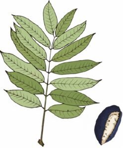 Feuilles: alternes, composées, pennées de cind à sept paires de folioles opposées plus une foliole terminale, à limbe terminé en pointe, jeunres feuilles pubescentes sur la face inférieure.  Fleurs:  Fruits: drupes, à surface rugeuse, bleu noir à maturité, à noyau à surface chagrinée, à écusson oblong présentant une petite pointe au sommet.