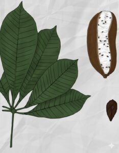 Feuilles: caduques, alternes, composées digitées de cinq à neuf folioles articulées, à nervure médiane saillante sur les deux faces.