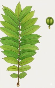 Feuilles: alternes, composées pennées, douze à quinze paires de folioles, à rachis long épineux, folioles supérieures opposées, folioles inférieures alternes arquées vers le bas, marge du limbe crénelées, à nervures secondaires se rejoignant en arceaux au bord du limbe.