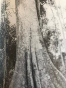 Base: puissants contreforts ailés souvant épineux s'élevant de trois à quatre mètres.Fût: droit cylindrique, souvent porteur d'épines coniques disparaissant avec l'age, long 20 m diamètre 2 m.