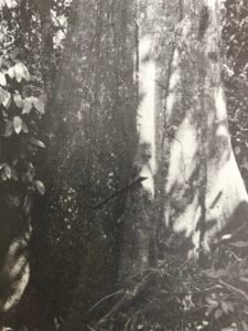 Base: contreforts peu développés en largeur. Fût: droit cylindrique, souvent porteur d'épines coniques disparaissant avec l'age, long 20 m diamètre 1 m.