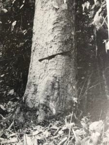 Base: sans contrefort, sans empattement.Fût: droit et cylindrique, parfois cannelé à la base chez les vieux sujets, long 20 m diamètre 1 m.