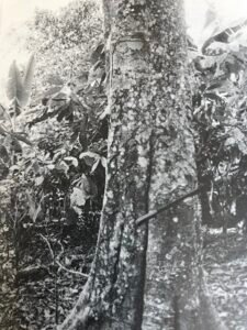 Base: léger empattement.Fût: droit et cylindrique, long 15 m diamètre 0.60 m.