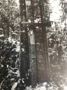 Base: cannelée.Fût: très irrégulier de six à huit cannelures se prolongeant très haut, long 25 m diamètre 0.60 m.