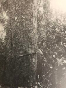 Base: sans contrefort, sans empattement.Fût: droit et cylindrique, long 25 m diamètre 1 m.