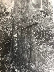 Base: léger empattement, parfois petits contreforts.Fût: sinueux, cannelé dès la base sur presque toute sa hauteur, lui donnant parfois l'aspect d'un faisceau de colonnettes, long 20 m diamètre 1 m.